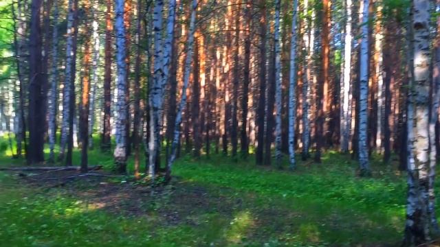 КАБАНЫ В ЛЕСУ! СОБИРАЮ ЛЕСНЫЕ ЯГОДЫ НА УРАЛЕ. ЛЕТОМ В ЛЕСУ. смотреть онлайн