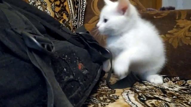 Белый котик родился 30 августа 2023 года съёмка (09.10.2023) смотреть онлайн