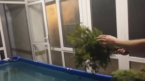 Обзор пихтовых веников