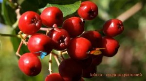 Рябина обыкновенная Рубиновая (sorbus rubinovaya) ? обзор: как сажать, саженцы рябины Рубиновая