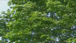 КРАСОТА РУССКОЙ ПРИРОДЫ ( БЕРЁЗЫ)