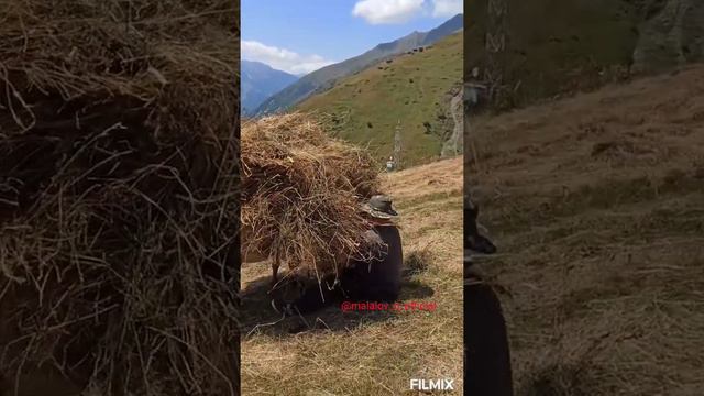 Сенекос в горах, Кардиб, Тляратинский район, р. Дагестан,