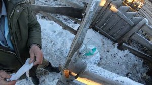 Ивермек ,прокалываем бычков