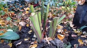 #КАННЫ. Хранение зимой.