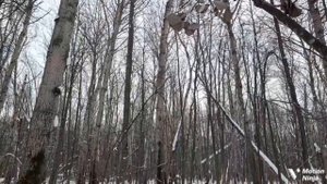 #185 охота на куницу с лайкой.кулёмки.многоследица