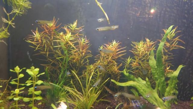 ♓ Голубоглазка Нормана ♓ смотреть онлайн