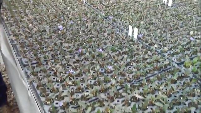 Scaevola Plants- Scott Dusseau смотреть онлайн