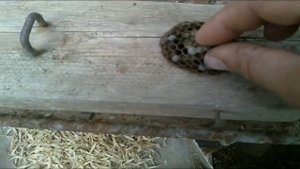 Уничтожение осиного гнезда народными средствами