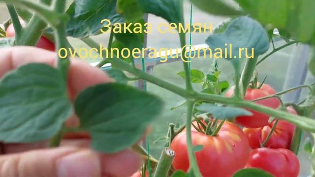 Для любителей розовых томатов - Ручей фиолетовой собаки! Вкусный и урожайный сорт. смотреть онлайн