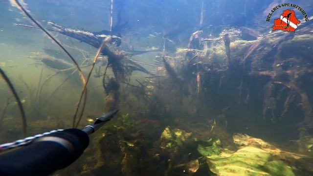 Подводная охота на разливах. Беларусь. смотреть онлайн