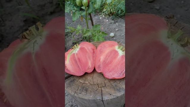 Урожая - кот наплакал! 🍅🍅🍅