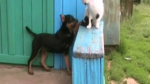Щенок собака и кот - это очень смешно .wmv