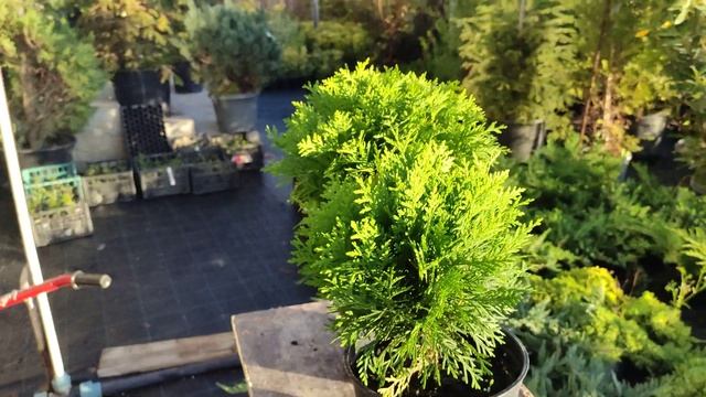 разновидности туя Тини Тим .туя Хозори. туя Даника. туя Литол гигант .карликовый шаровидный туй .