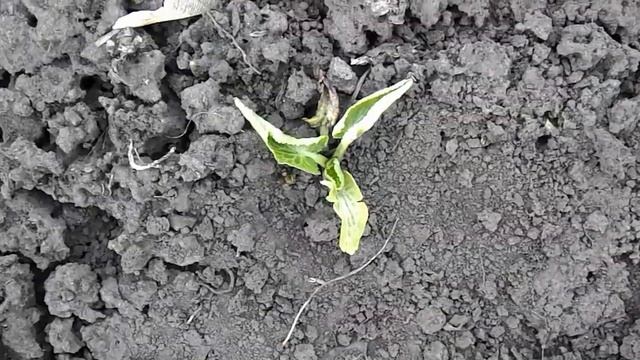 Двухлетний ЭРИНГИУМ ГИГАНТСКИЙ спустя год после всходов. смотреть онлайн