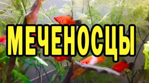 Меченосцы, уход и содержание