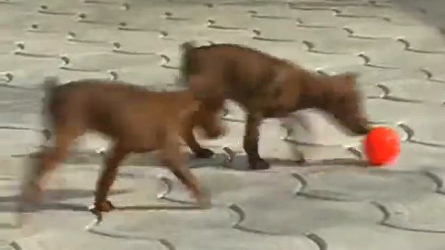 Цвергпинчеры Маргаритка и Мачо смотреть онлайн