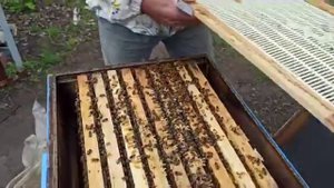 Как сохранить матку и горсть пчел