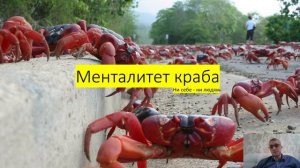 Менталитет краба.