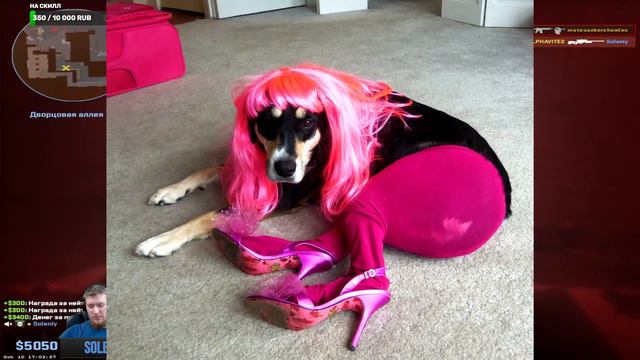 Новый уровень игрового опыта в Counter-Strike 2 "в мире диких животных" (стрим нарезки Twitch) смотреть онлайн