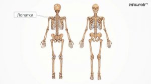 Опорно-двигательная система