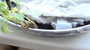 Выращиваю зелень кинзу на подоконнике