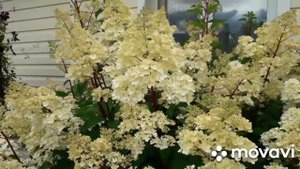 ПРОГУЛКА по ВОЛШЕБНОМУ САДУ Ольги Молчановой?Лето 2019?