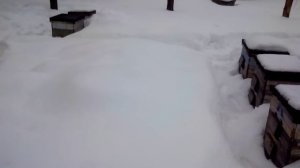 !!!!КАК НАЙТИ ДИКИХ ПЧЁЛ!!! All the secrets of beekeeping! Все Секреты Пчеловодства!!!!