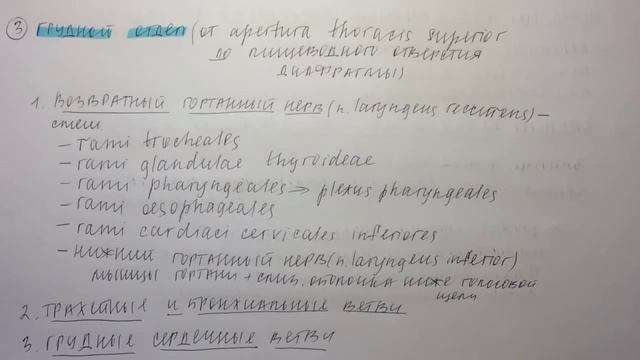 Билет 046. БЛУЖДАЮЩИЙ НЕРВ: ЯЛРА, ХОД, ГРУДНОЙ И БРЮШНОЙ ОТДЕЛЫ.