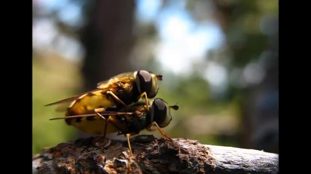 Болгария - удивительная, красивая страна смотреть онлайн