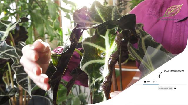 Alokazja amazońska - pielęgnacja, stanowisko i podlewanie. Bardzo trudna roślina w uprawie смотреть онлайн