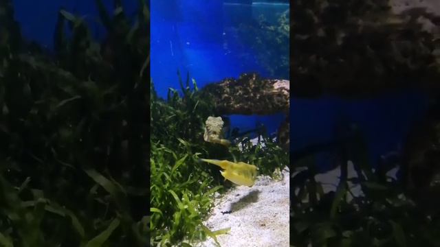 Питерский зоопарк. Прогулка. смотреть онлайн