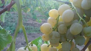 Сорт винограда Розовая дымка.