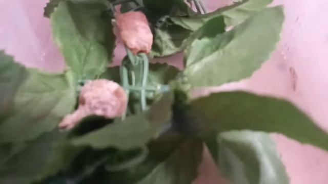 Разведение богомолов уход за богомолом рождение богомолов Богомол насекомые