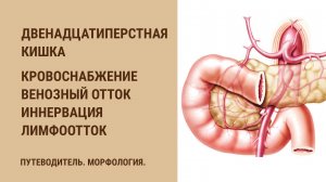 Двенадцатиперстная кишка. Кровоснабжение. Венозный отток.  Иннервация. Лимфоотток