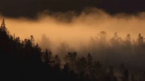 "ორერა". "ჭადრები", Орера - "Тополя" #orera