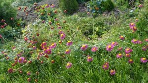 Красивые цветы фото.Цветы на участке фото.