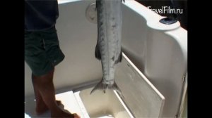 Отдых на Кубе / Рыбалка на Варадеро (Куба) - Полезное с приятным!