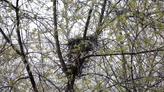 Серая ворона на гнезде, снегопад в Питере