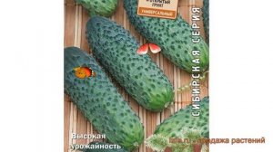 Огурец обыкновенный Малахитовая шкатулка F1 ? обзор: как сажать, семена огурца