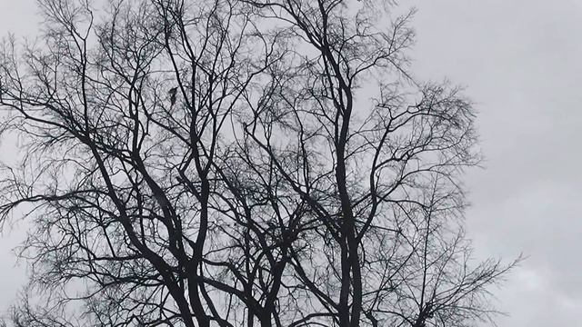 Crow hunting  Кроухантинг  Охота на ворон  Бронебойный карлуха