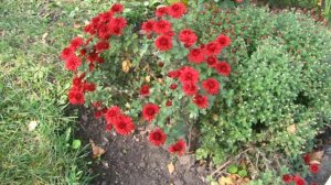 Каменское.(Днепродзержинск)Парк.Соцгород Осеннее настроение...