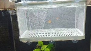 Отсадник Laguna для рыбок. Использую первый раз.