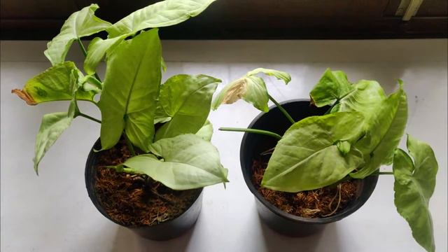 सिंगोनियम प्लांट की केयर  कैसे करें | Syngonium Plant Care | Growing Arrowhead Plant