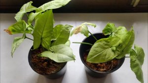 सिंगोनियम प्लांट की केयर कैसे करें | Syngonium Plant Care | Growing Arrowhead Plant