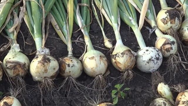 УРОЖАЙ КРУПНОГО ЛУКА ИЗ СЕМЯН ЧЕРНУШКИ смотреть онлайн