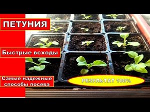 ПЕТУНИЯ без ПИКИРОВКИ, с пикировкой и Перевалкой рассады ?? Сею ПЕТУНИЮ Тремя надёжными способами