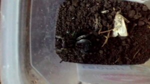 Черная вдова против тарантула