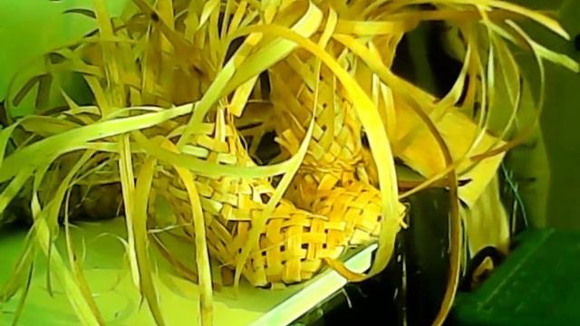 Кто? выиграл лапти-полукеды на дедовских старинных шнурках! завтра опять розыгрыш ссылка под видео! смотреть онлайн