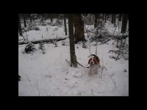 Охота с биглем.Второй заяц Веньки.