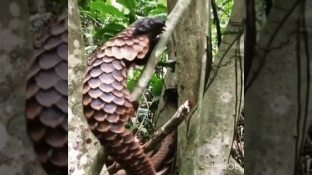 панголин не обычный и красивый зверь смотреть онлайн